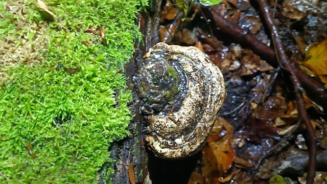 Bracket fungus growing from a moss-covered fallen log in Tervuren Park after autumn rain.