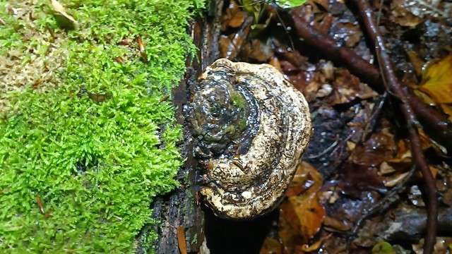 Bracket fungus growing from a moss-covered fallen log in Tervuren Park after autumn rain.
