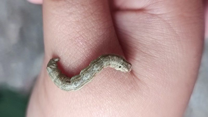 A geometer moth caterpillar on a child's hand