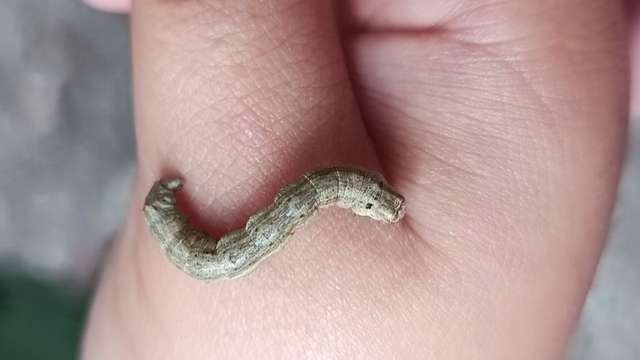 A geometer moth caterpillar on a child's hand
