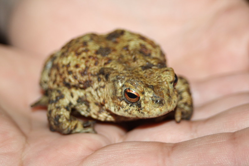 Common Toad (Bufo bufo) resting on someone's palm.