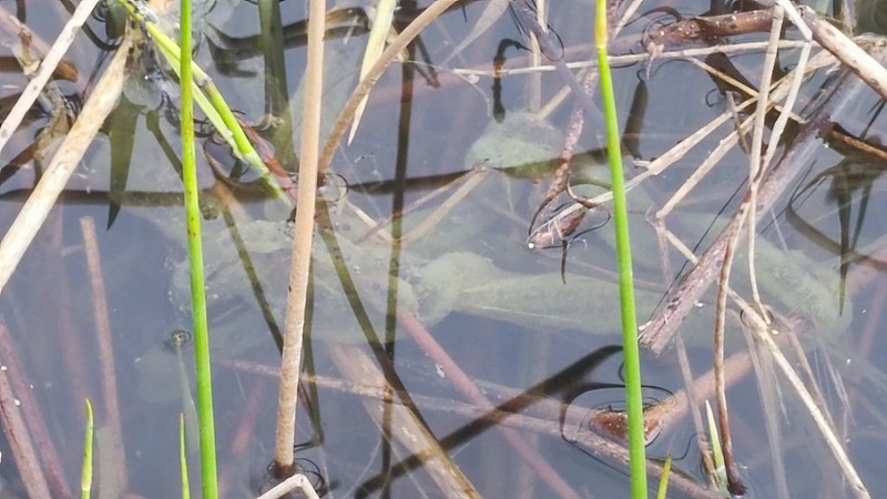 Common toad eggs