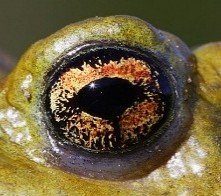 Copper or orange eyes with horizontal pupils !