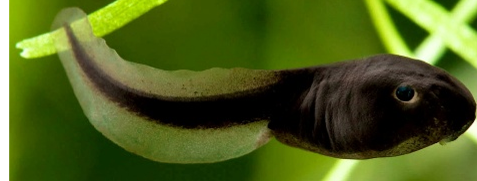 Common toad tadpole